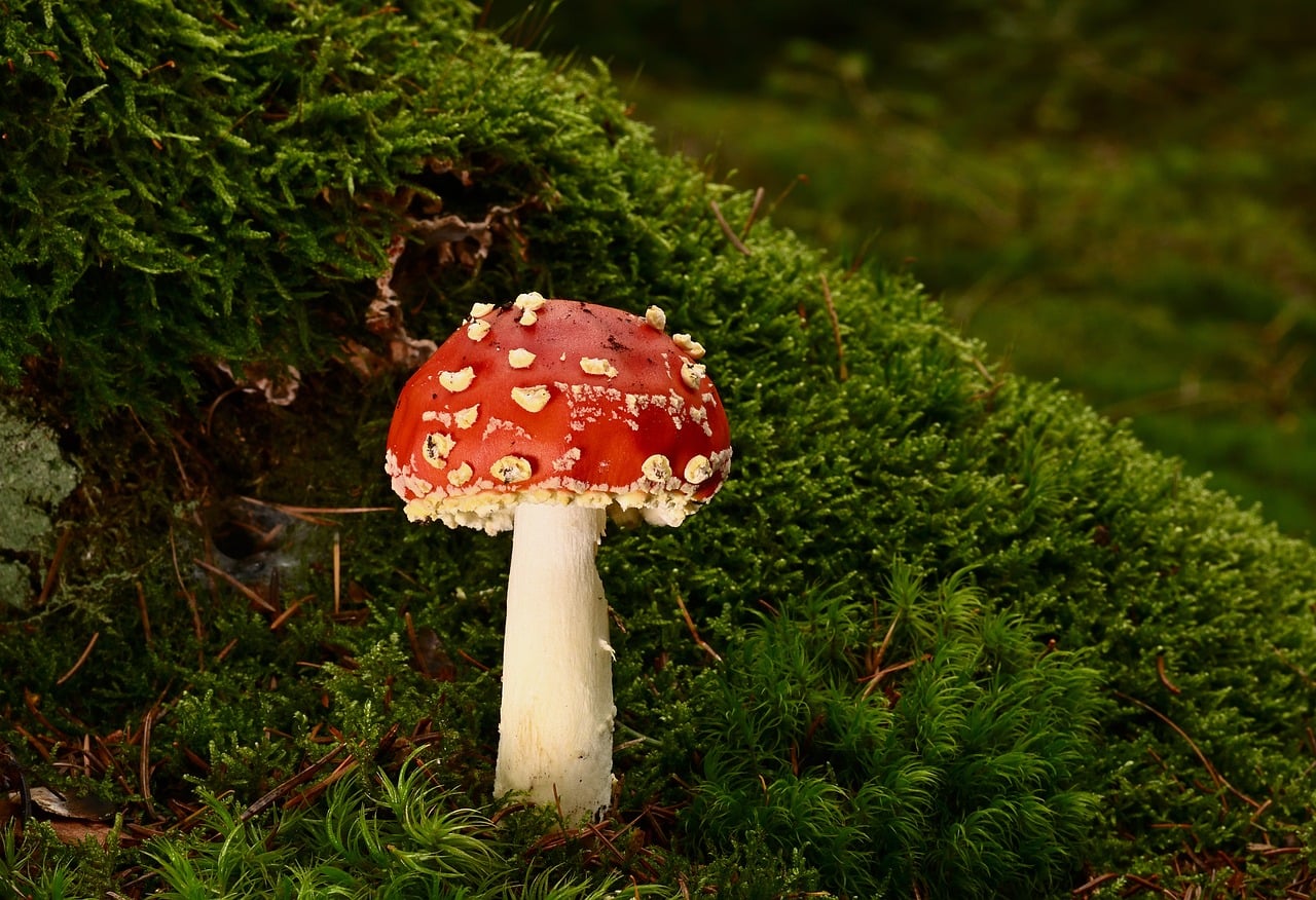 Australian Mushroom Killer Loses Appeal and Faces Life Behind Bars Without Parole
