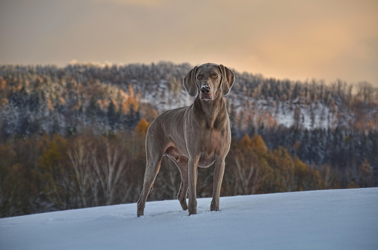 Canada ends iconic rescue dog program in Rocky Mountains